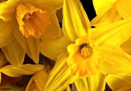 Yellow flowers - flowers, yellow, petals, pretty