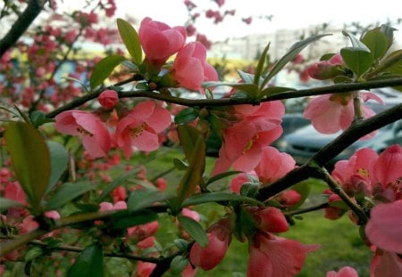 beautiful blooms - sky, blossum, flowers, land