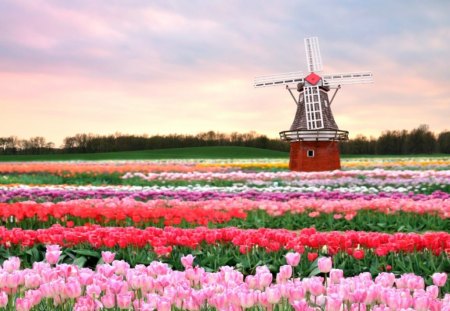 Flower fields - landscape, flowers, mill, fields, nature