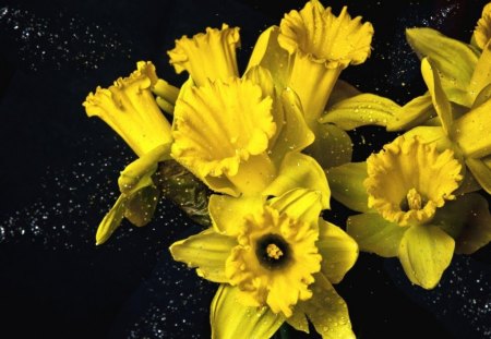 Flowers - flowers, yellow, petals, nature