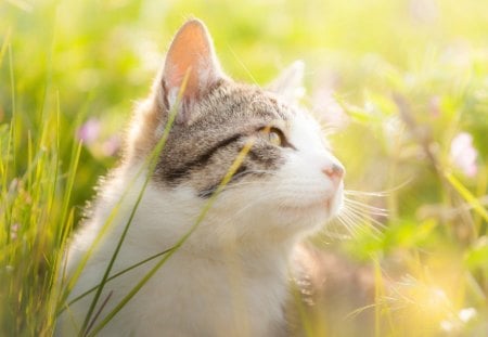 Cat - sleeping, beauty, cat face, hat, animals, sleepy, paws, face, pretty, cute, cat, kitty, lovely, kitten, cats, beautiful, sweet