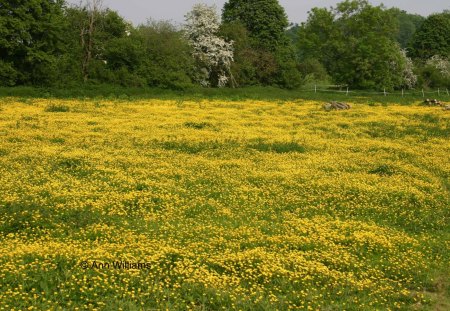 Buttercup meadow - buttercup, field, meadow, summer