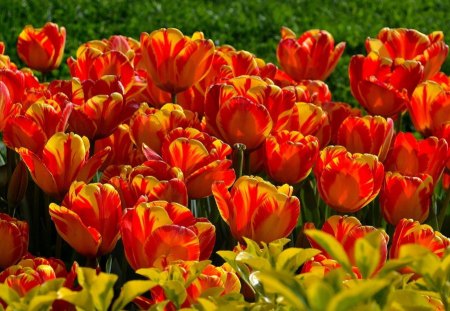 Tulips - red, flower, tulips, flowers, photo, spring, nature