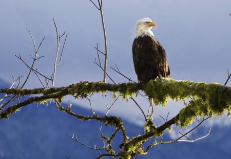 Bald Eagle on a Tree