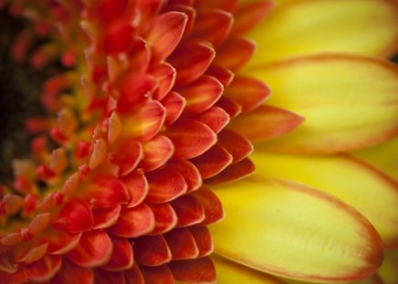 Flower - flower, petals, pretty, macro