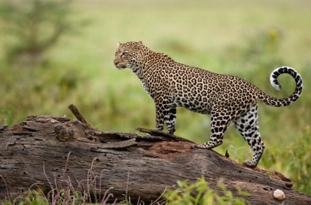 Beautiful creature - creature, leopard, big cat, wild life