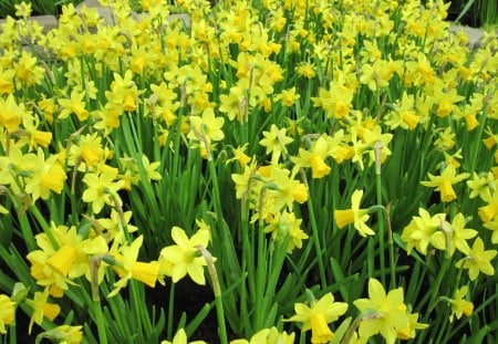 Portrait of Flowers 22 Daffodils - yellow, photography, green, daffodils, flowers, garden