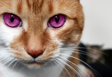 Cat - white, amethyst eyes, animal, ginger, cute, orange, pink, cat