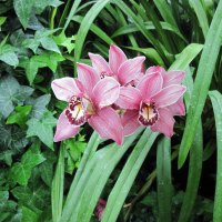 Portrait of Flowers 28 Orchids