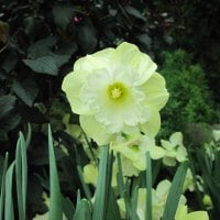 Portrait of Flowers 30 Daffodils