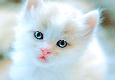 Bright eyes for Carmen - fluffy, white, kitten, cute, blue eyes