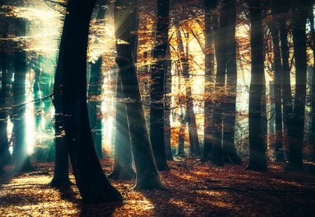 Battle of the light - autumn leaves, trees, sun rays, landscapes