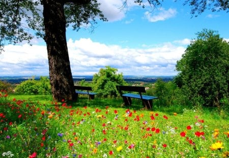 wonderful overlook surrounded by wildflowers - benches, tree, wildflowers, ovelook