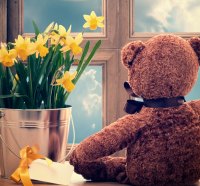 Teddy & daffodils