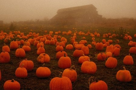 spooky fog on a pumpkin patch