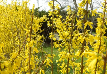 Yellow Bushes of Spring 2013 - trees, bush, spirng, forsythia, bushes, yellow, green, flowers, flower