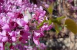 Pink Flowers