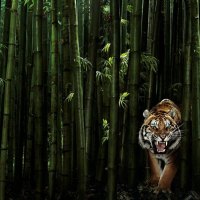 BAMBOO TIGER