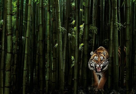 BAMBOO TIGER