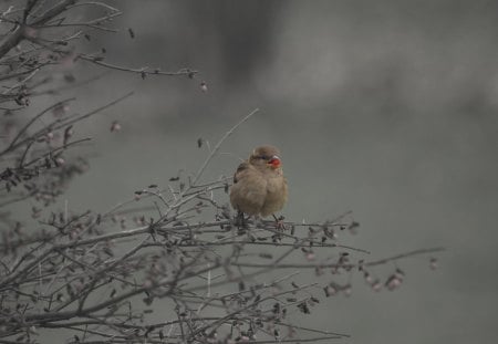 Sparrow With Red Berry - bird, sparrow, nature, red berry, outdoors, autumn