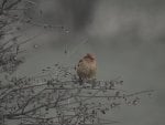 Sparrow With Red Berry