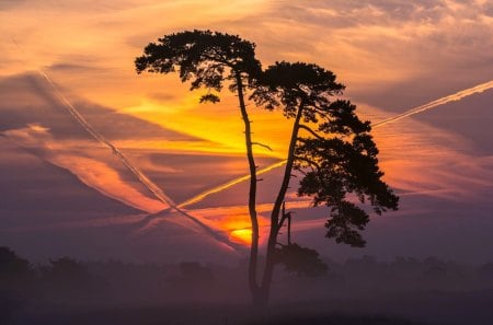 Sunset - tree - tree, sunset, landscape, cloud