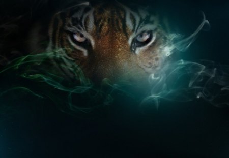 tiger - hd, night, sky, tigers