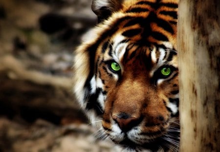 green eyes - eyes, cats, big, tiger