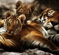 tiger family