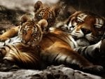 tiger family