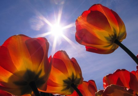 Flowers - red tulips - tulips, flowers, the suns rays, red