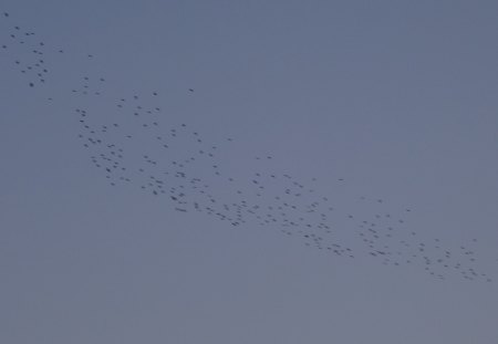 birds - black, birds, blue, sky