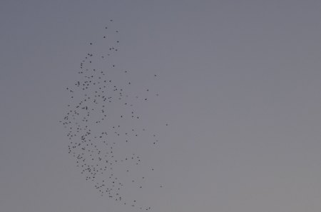 birds - black, birds, blue, sky