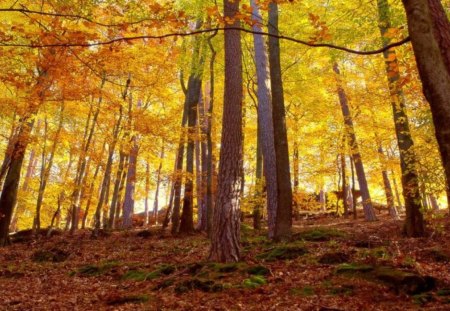 Autumn Forest - forest, trees, nature, autumn