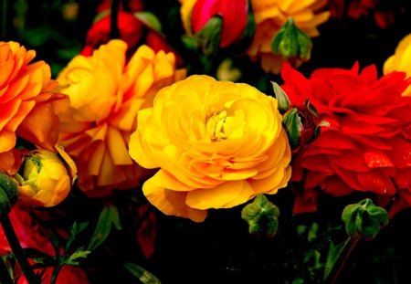 Lovely Flowers - green, yellow, petals, red