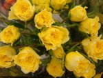 Yellow Roses