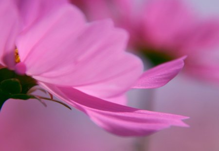 Pink flowers - flowers, love, plants, pink