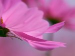 Pink flowers