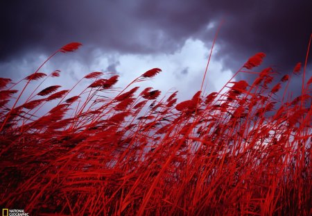 Sea Oats - nature, sky, grass, red