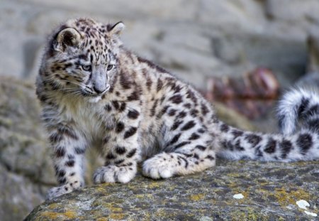 Snow leopard - sleepy, cute, beautiful, cat, sleeping, kitty, cats, hat, cat face, paws, face, animals, pretty, beauty, sweet, kitten, lovely