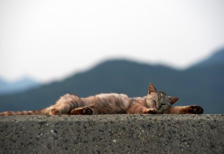 Cat - pretty, cat face, sleepy, paws, kitten, cats, face, sleeping, hat, beautiful, beauty, lovely, sweet, cat, cute, animals, kitty