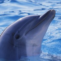 cute dolphin