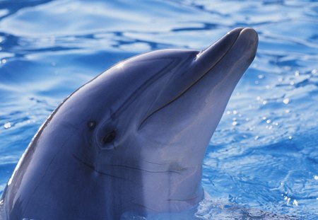 cute dolphin - dolphin, cute, wilds, water