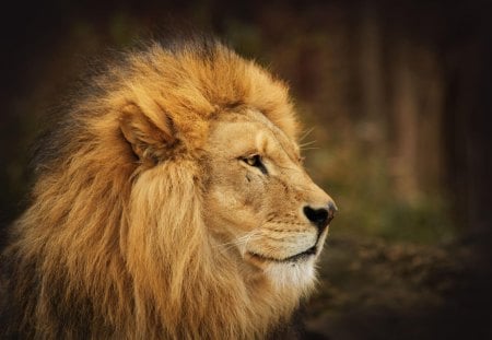 The king - lion, zoo, wild life, portrait