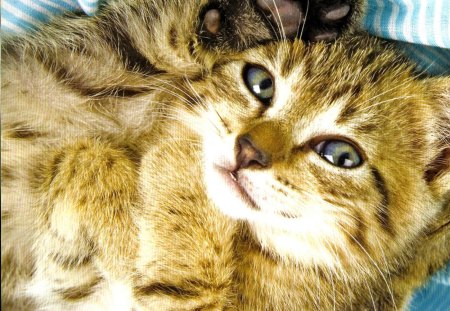 Cat laying on the bed - laying, bed, feline, cute, cat