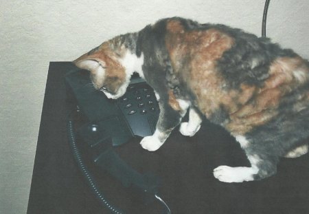 Cat with the phone - calico, cat, phone, feline