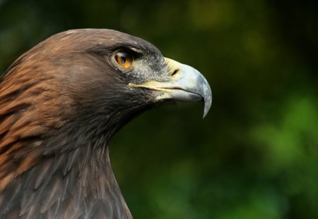 Portrait of a Golden Eagle - majestic, raptor, european, bird