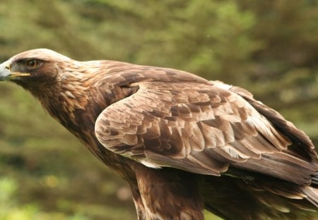 Golden Eagle - bird, hunter, raptor, nature