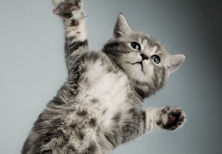 Karate cat - action, cool, cat, karate