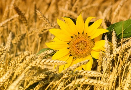 Sunflower In The Field - sunflower, nice, field, yellow